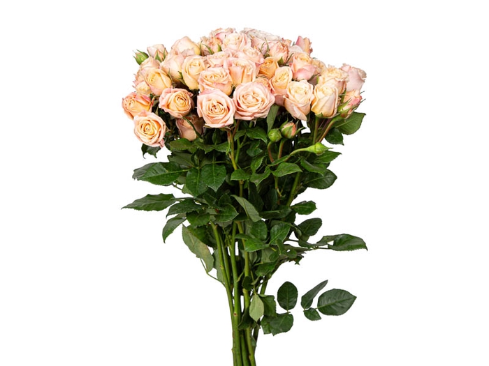 ROSA SPRAY SWEET YOYO 060 CM