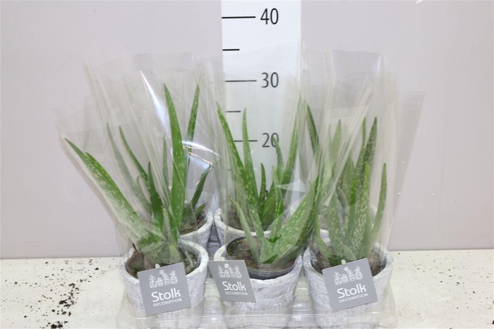 <h4>Aloe Vera Stone Keramiek</h4>