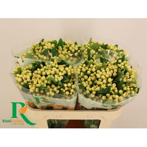 HYP MAG WHITE PRINCE