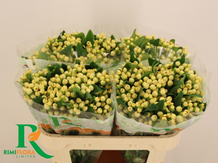 <h4>HYP MAG WHITE PRINCE</h4>