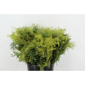ACACIA MIMOSA GREEN 200GR