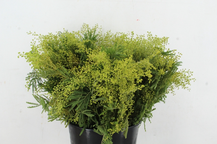 <h4>ACACIA MIMOSA GREEN 200GR</h4>