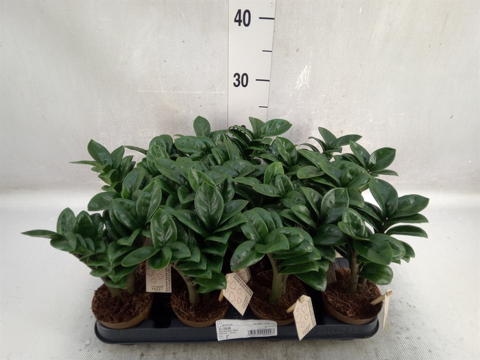 <h4>Zamioculcas zamiifolia 'Zenzi'</h4>