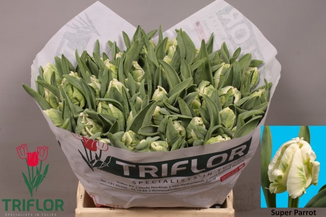 <h4>TU PA SUPER PARROT</h4>