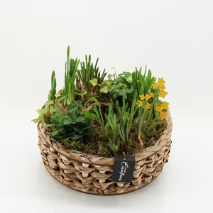 BLCR-2628 Bulbs creations