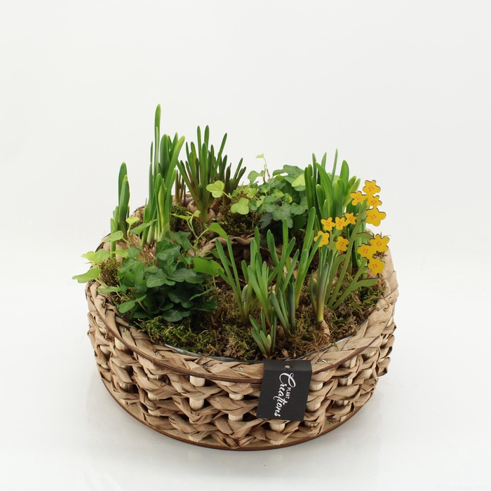 <h4>BLCR-2628 Bulbs creations</h4>