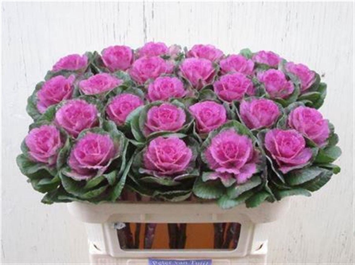 <h4>Brass Crane Carmine</h4>