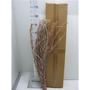 Liane Raffia Frosted