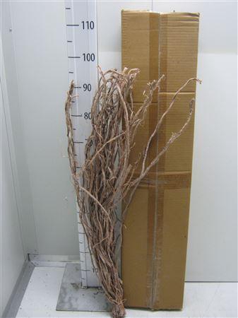 Liane Raffia Frosted