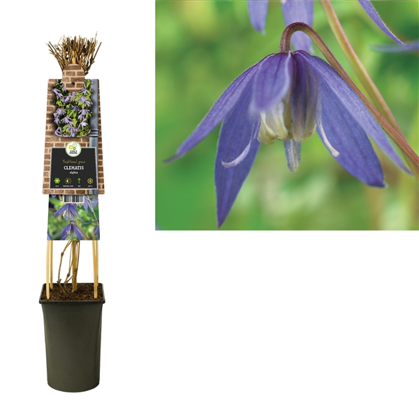 <h4>Clematis alpina +3.0 label</h4>