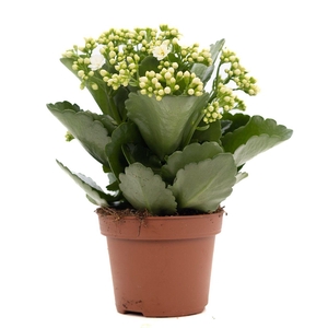 Kalanchoe white P&PURE Collection