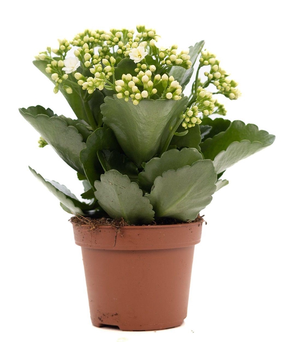 <h4>Kalanchoe white P&PURE Collection</h4>