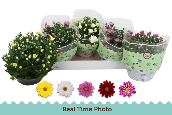 <h4>CHRYS GEM 5 KL</h4>