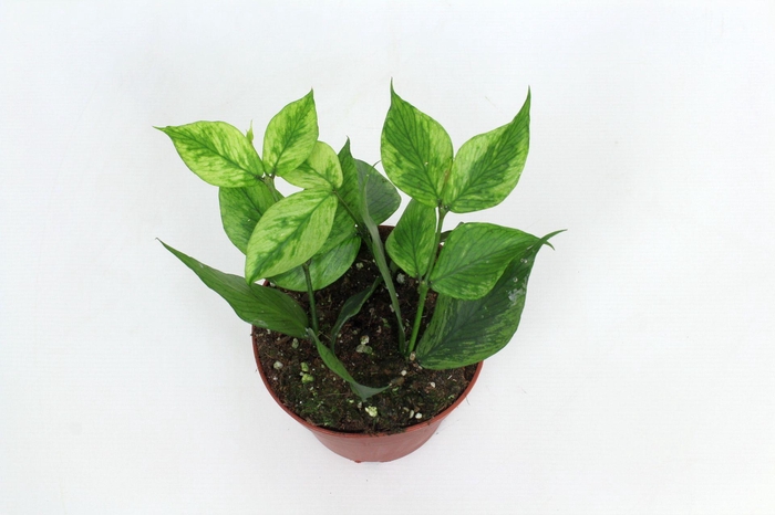 <h4>Hoya Polyneura (mutation RC) 12 cm</h4>