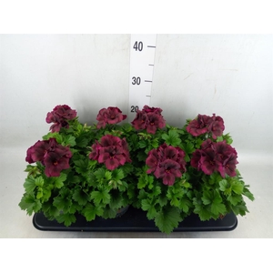 Pelargonium gran.   ..