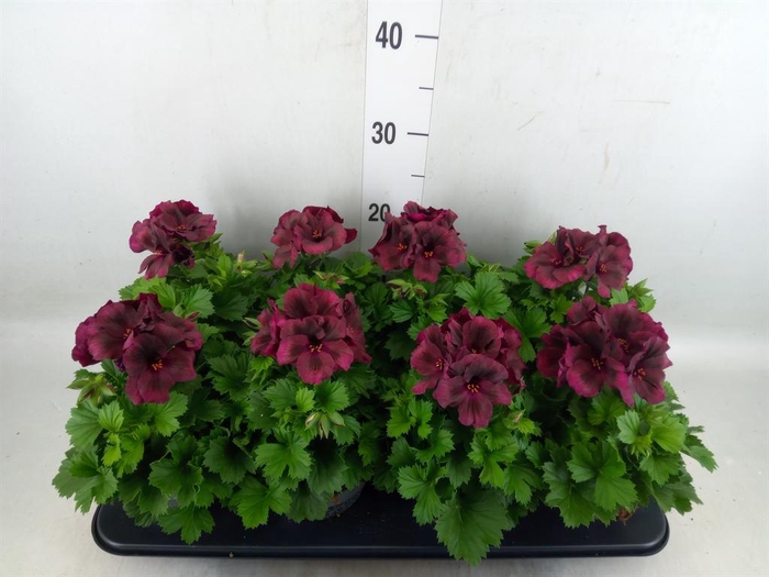 <h4>Pelargonium gran.   ..</h4>