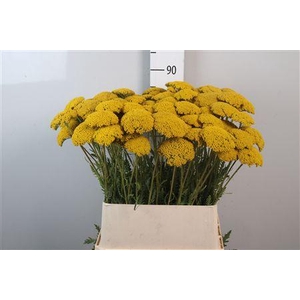 Achil F Parker Variety
