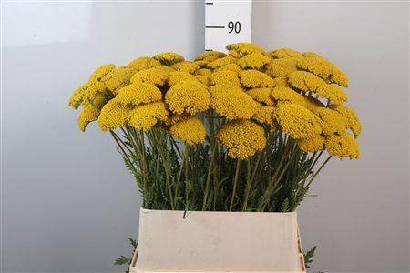 <h4>Achil F Parker Variety</h4>