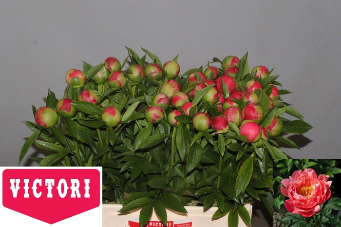 <h4>PAEO  CORAL CHARM</h4>