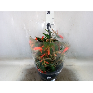 Begonia tuber. 'Bonfire'