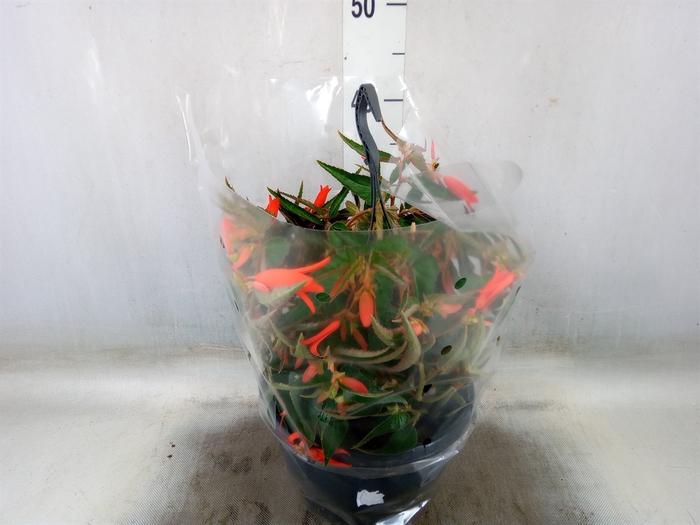 <h4>Begonia tuber. 'Bonfire'</h4>