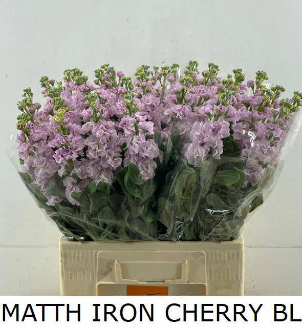 <h4>MATTH IRON CHERRY BL</h4>