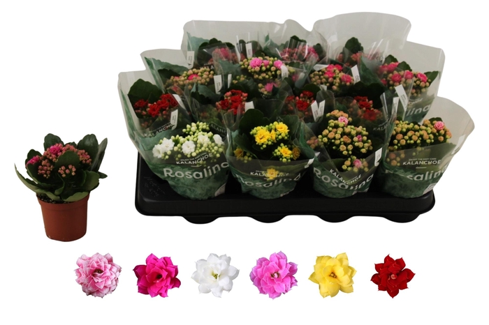 <h4>KAL GE RO GEM 6 KL</h4>