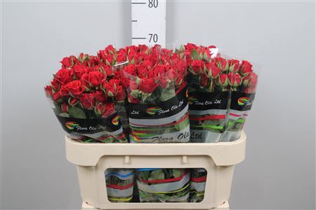 <h4>Rosa spray mirabel</h4>