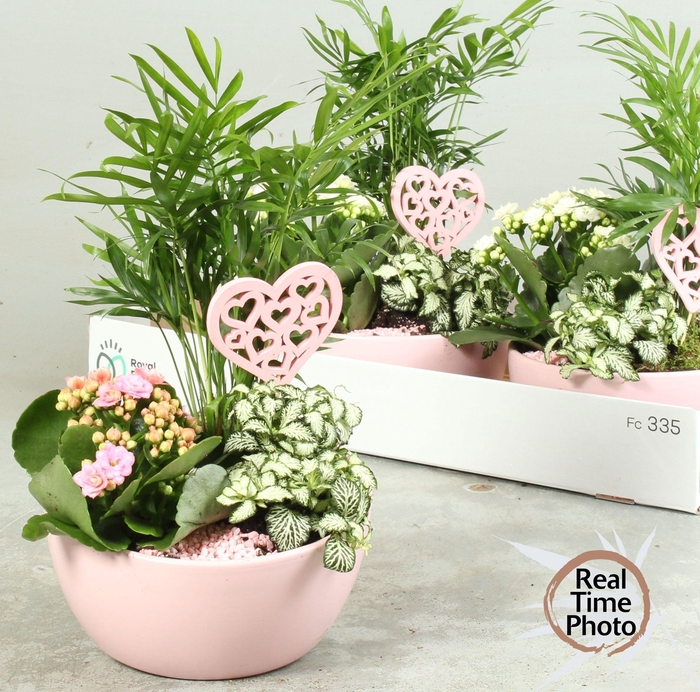 <h4>ARR KAMERPL</h4>