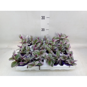 Tradescantia cerinth. 'Nanouk'