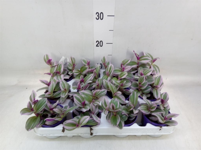 <h4>Tradescantia cerinth. 'Nanouk'</h4>