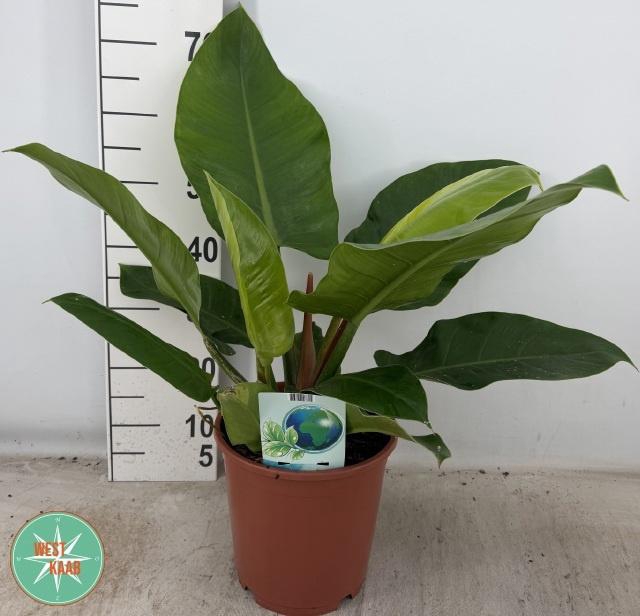 <h4>PHIL IMPERIAL GREEN</h4>