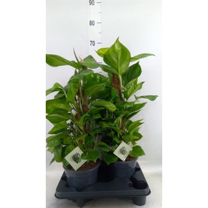 Epipremnum   ...