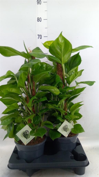 <h4>Epipremnum   ...</h4>