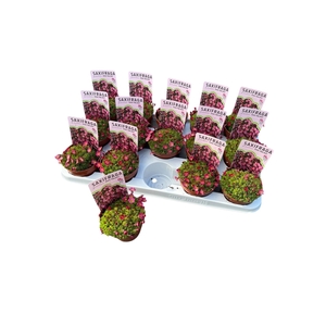 SAXIF AR TOUR DP RED