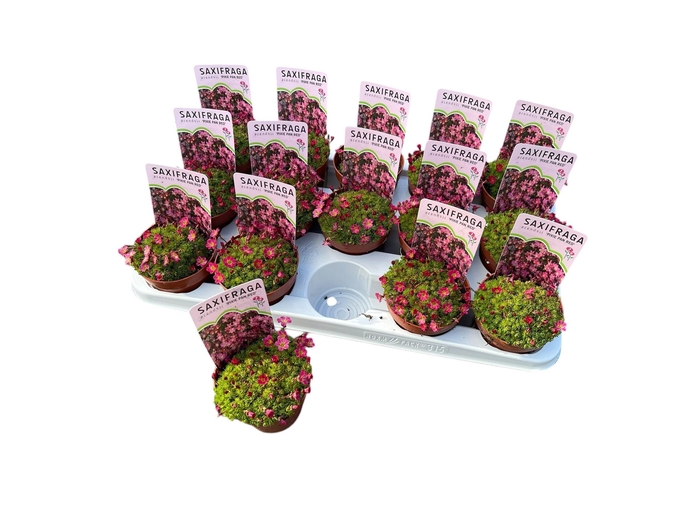 <h4>SAXIF AR TOUR DP RED</h4>