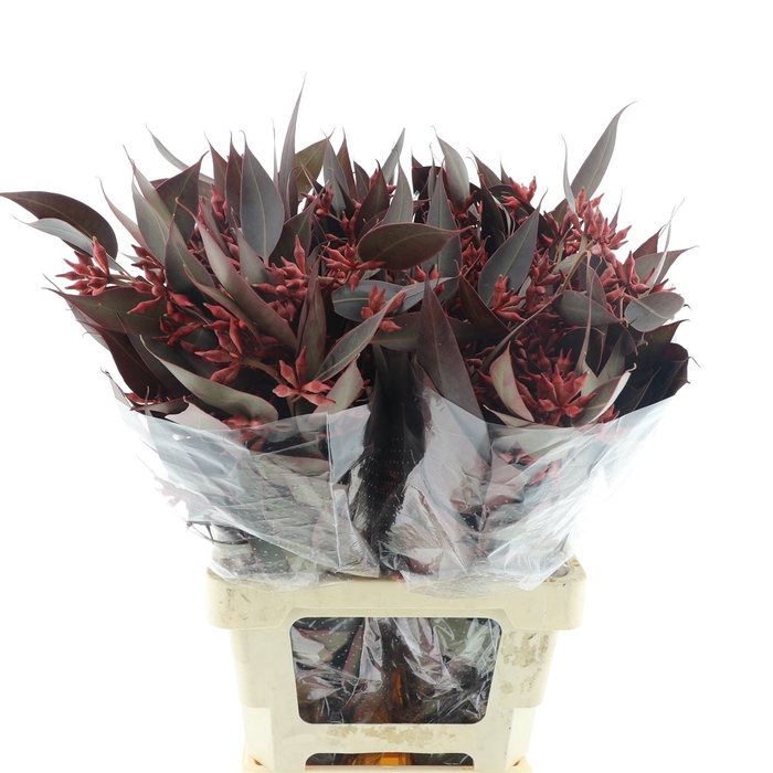 <h4>Euca Robusta Abs Rood 300 Gram</h4>
