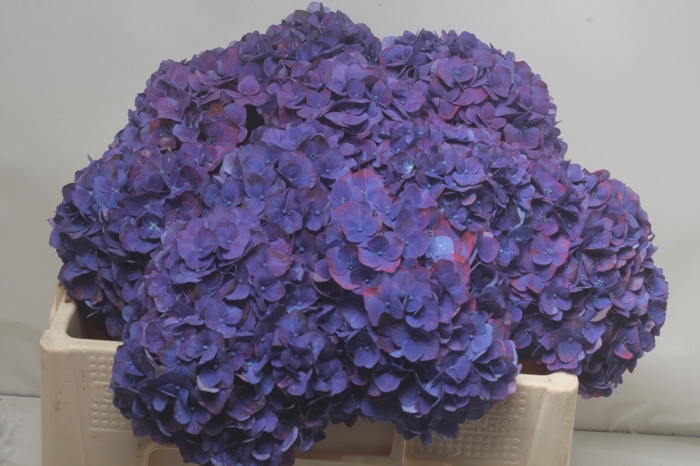 <h4>HYDR M MIDNIGHT SKY</h4>