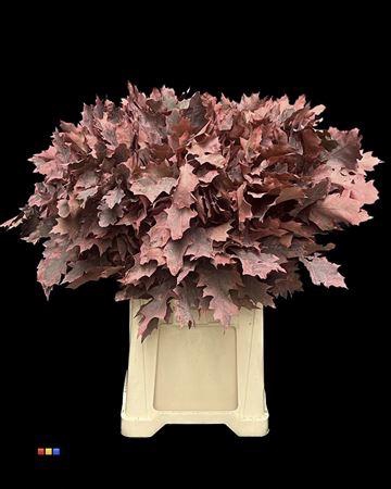 <h4>Quercus Klb Frosted Coral 80cm GK</h4>