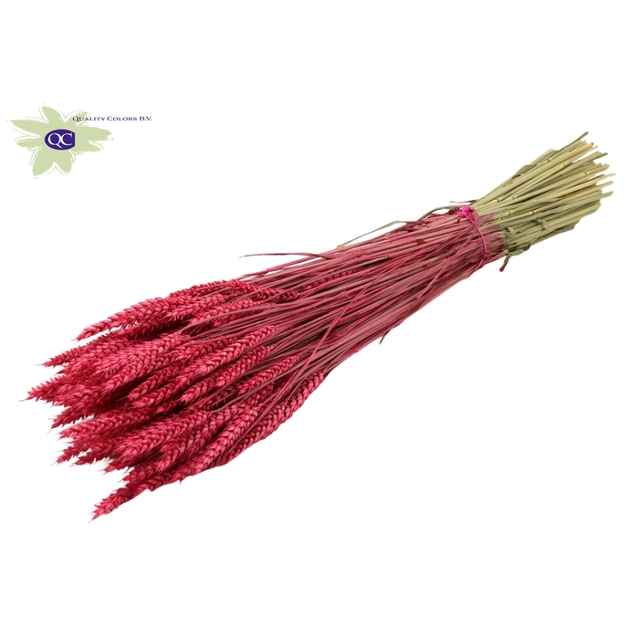 <h4>Triticum per bunch Cerise</h4>