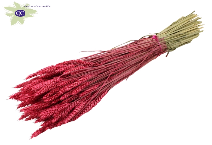 Triticum per bunch Cerise