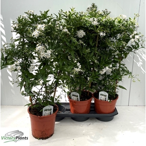 SOLANUM JASMINOIDES