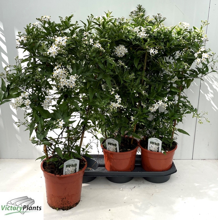 <h4>SOLANUM JASMINOIDES</h4>