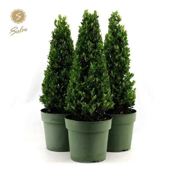 <h4>Ilex crenata 'Jenny'® Pyramid 55cm P21</h4>