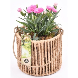 Touw lantaarn met glas 13cm h11.5cm