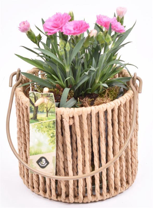 <h4>Touw lantaarn met glas 13cm h11.5cm</h4>