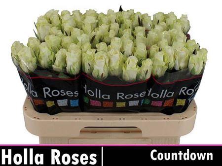 <h4>R Gr Countdown!</h4>