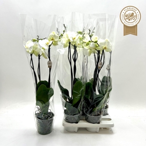 PHAL OV WIT