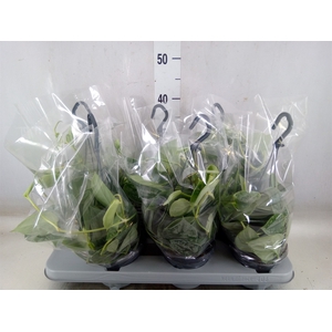 Scindapsus pictus 'Silvery Ann'