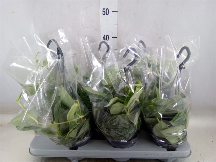 <h4>Scindapsus pictus 'Silvery Ann'</h4>